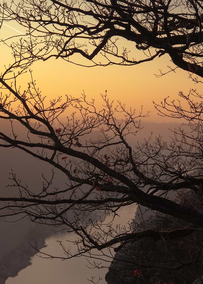 Silhouetted Tree at Sunset