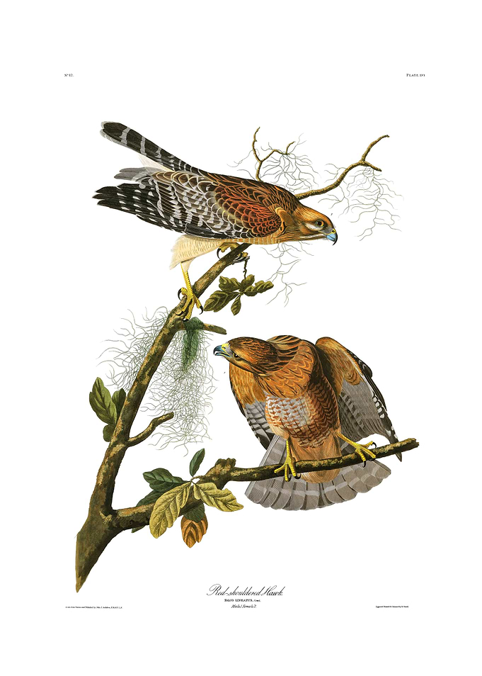 The Birds of America - Red-shouldered Hawk