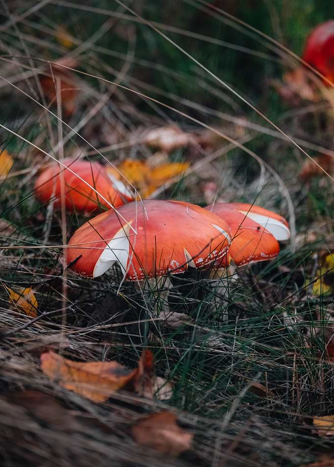 Toadstools in Grass