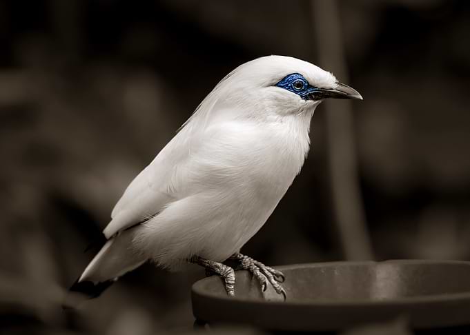 Balistar - White Bird with Blue Eyes