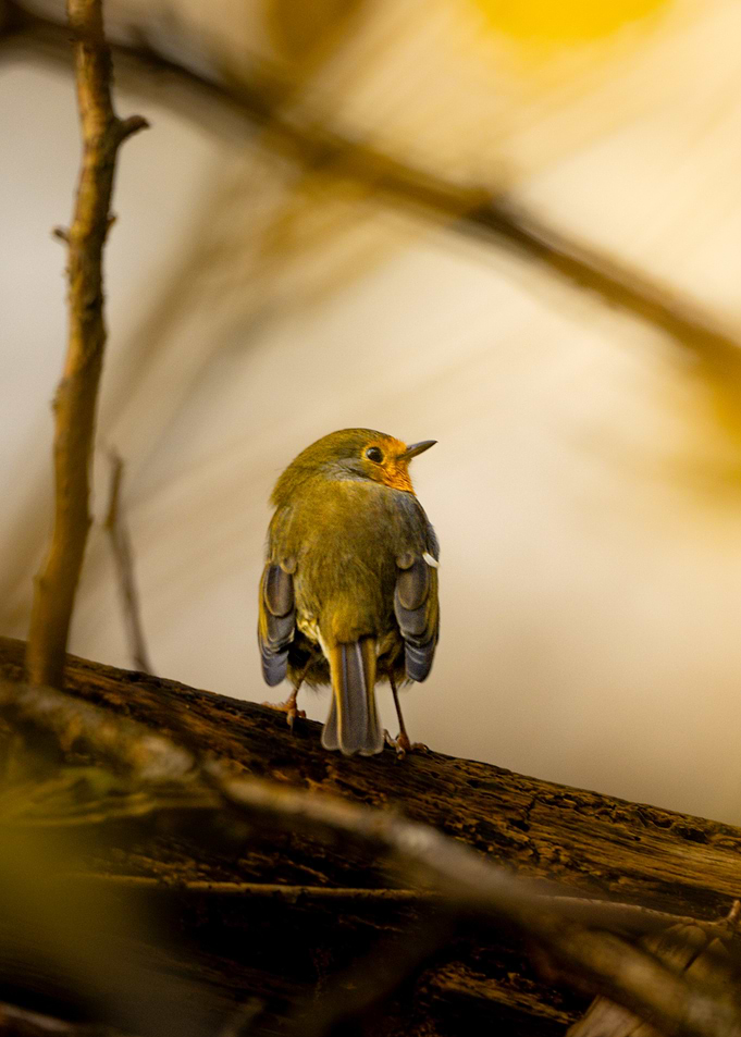 Robin on Branch