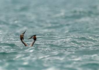 Great Crested Grebe Pair