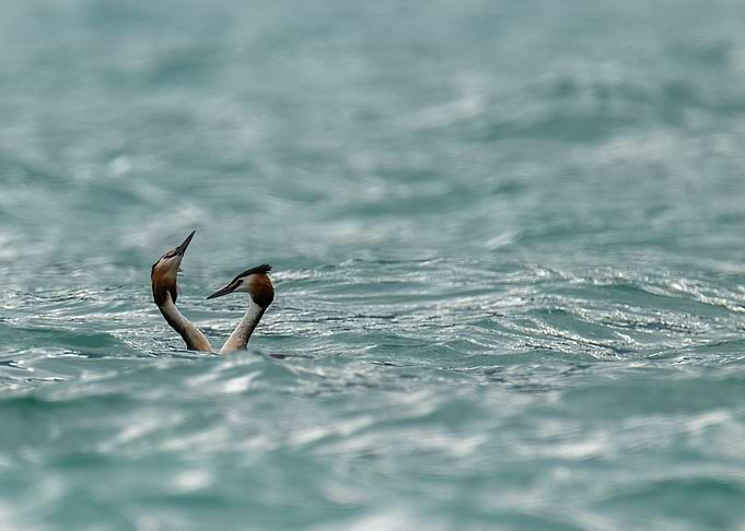 Great Crested Grebe Pair