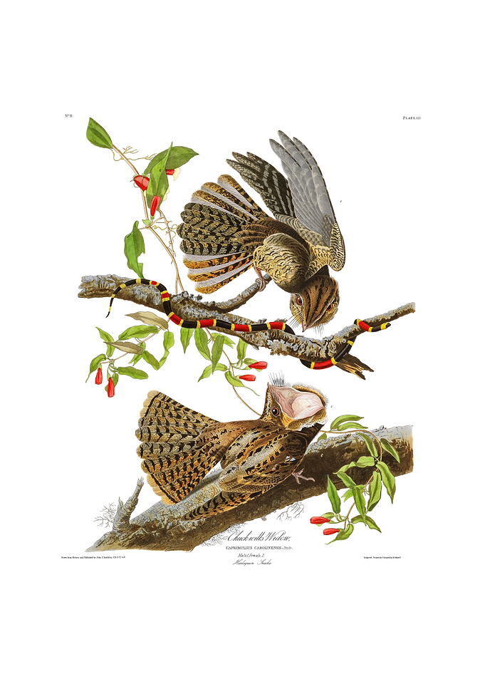 The Birds of America - Chuck-will's Widow