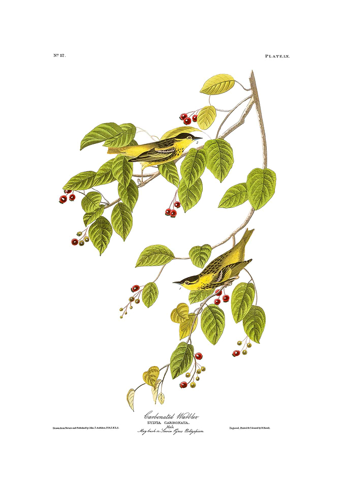 The Birds of America - Carbonated Warbler