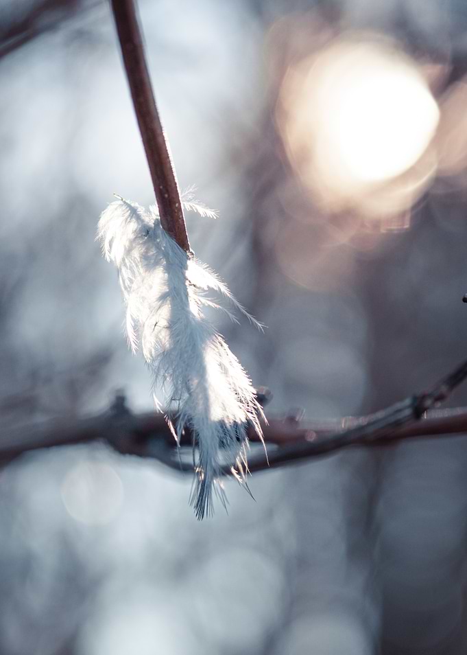 White Feather