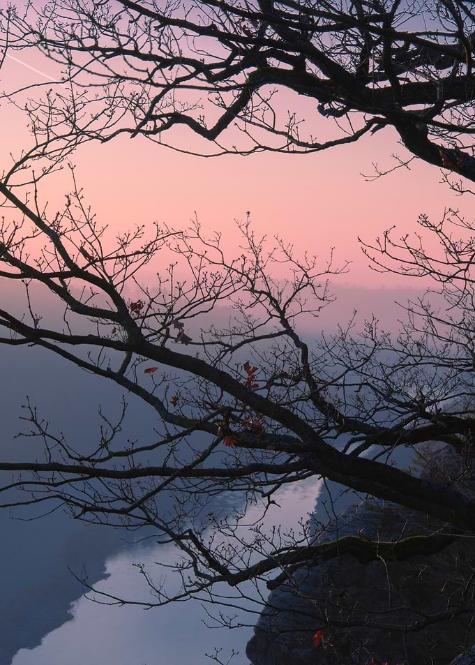 Silhouetted Tree at Sunset