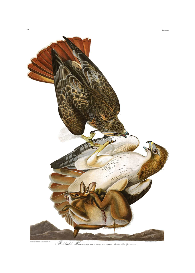 The Birds of America - Red-tailed Hawk