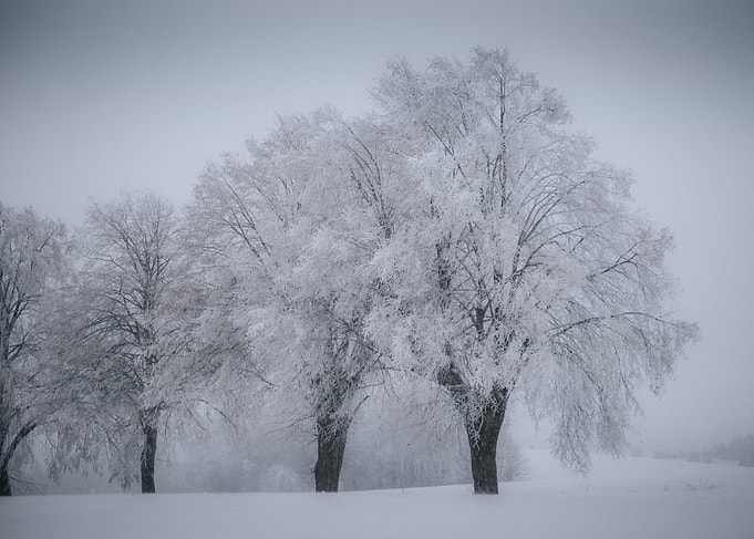 Winter Trees