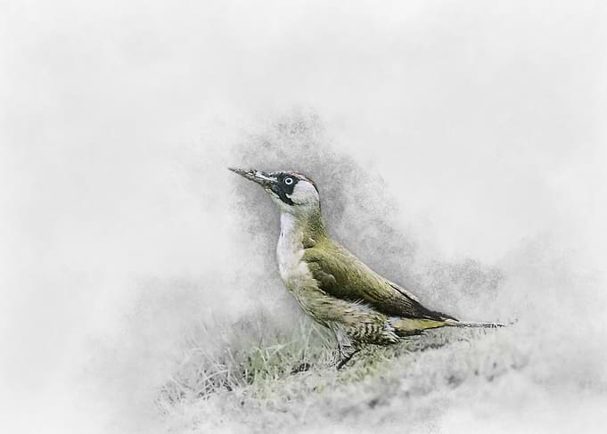 Green Woodpecker Watercolor