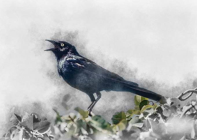 Blackbird in Fog