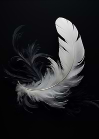 White Feather on Black