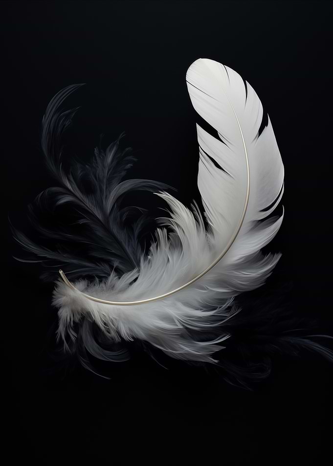 White Feather on Black