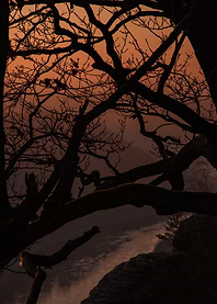 Silhouetted Tree at Sunset