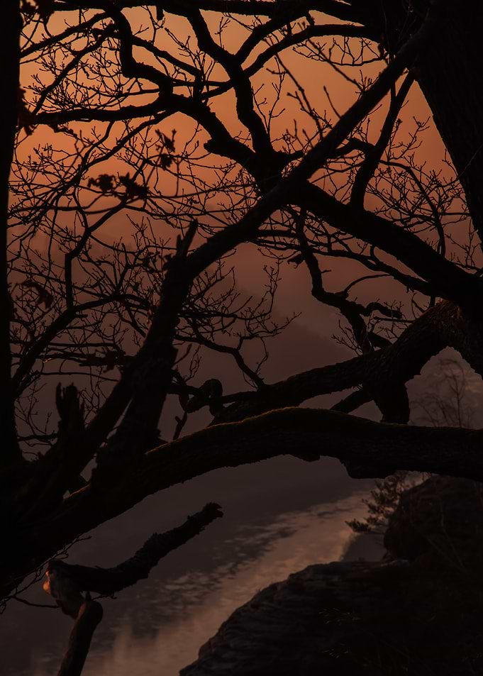 Silhouetted Tree at Sunset