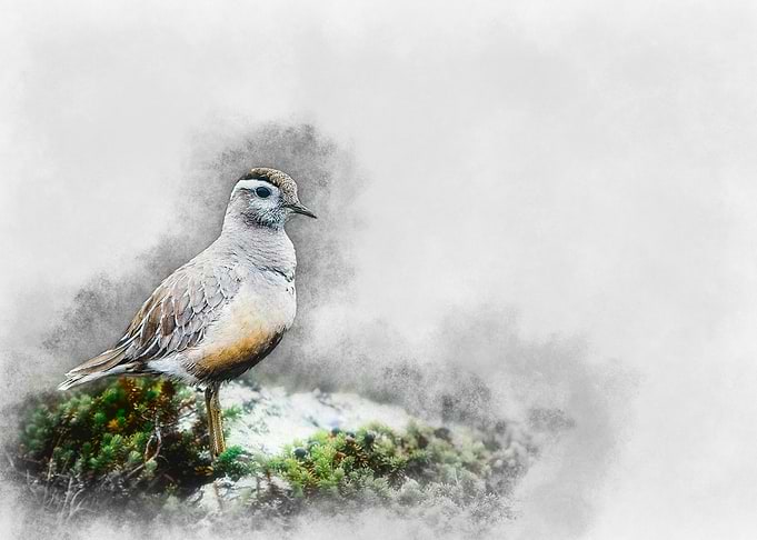 Watercolor Bird on Moss
