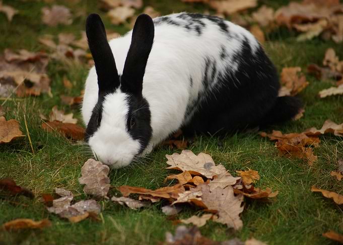 Black and White Rabbit in Autumn
