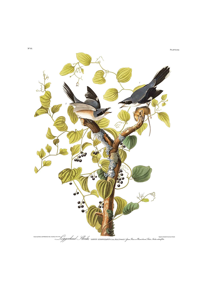 The Birds of America - Loggerhead Shrike