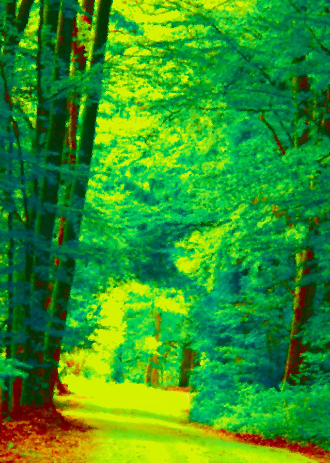 Forest Path in Summer
