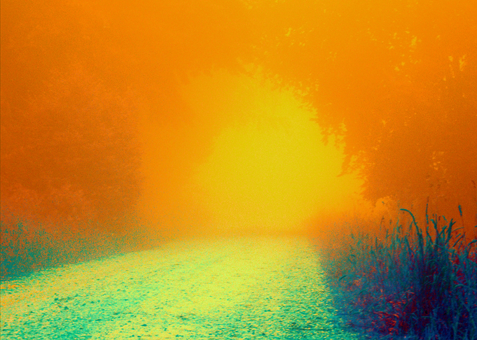Misty Path in a Forest