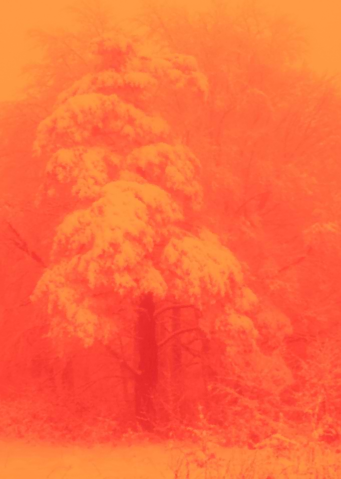 Snow-Covered Trees in Orange