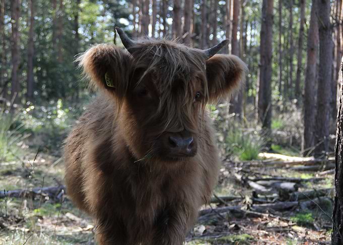 Highland Cow in Forest