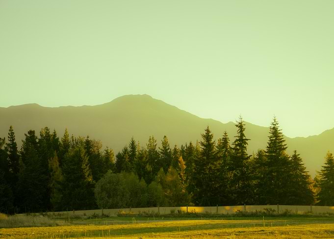 Forest at Sunset