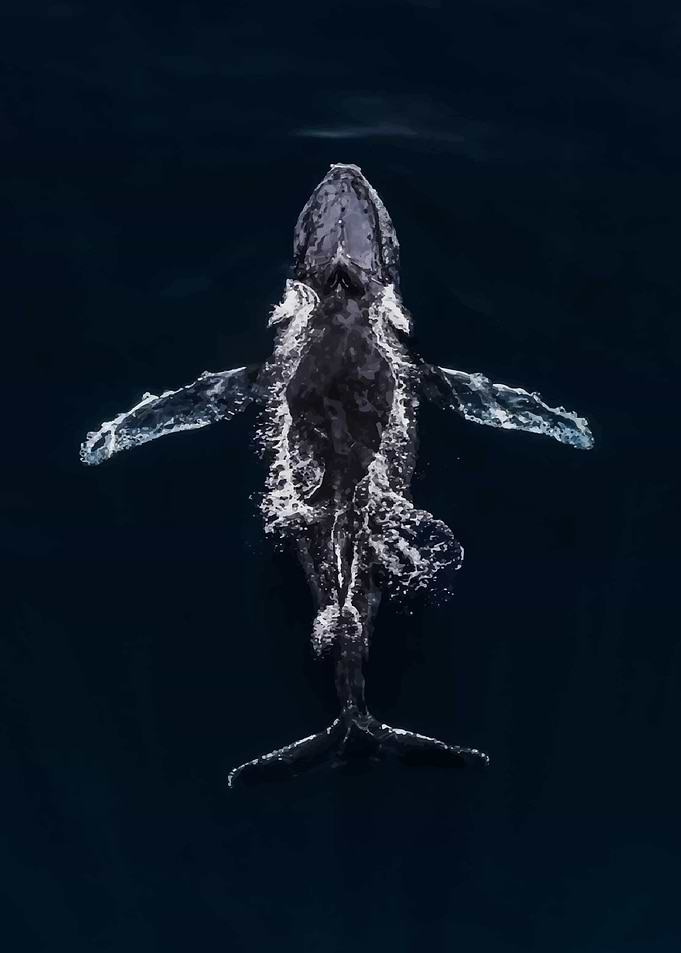 Humpback Whale Underwater