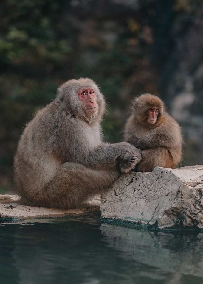Snow Monkeys in Nagano, Japan