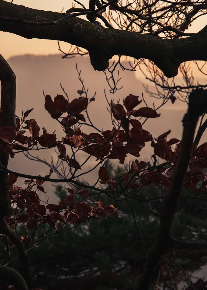 Autumn Leaves Silhouette