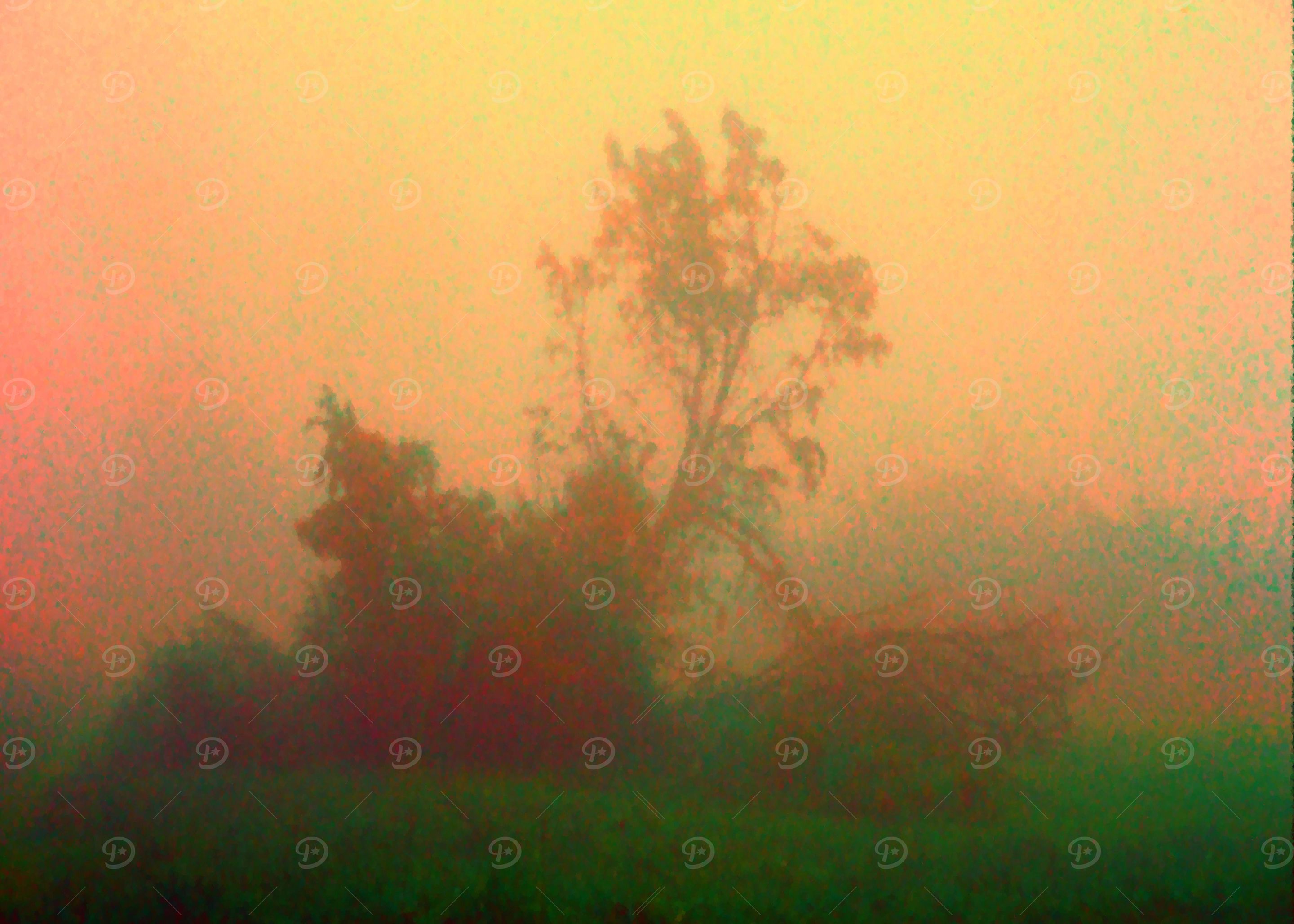 Misty Forest Silhouette and a lonely Tree