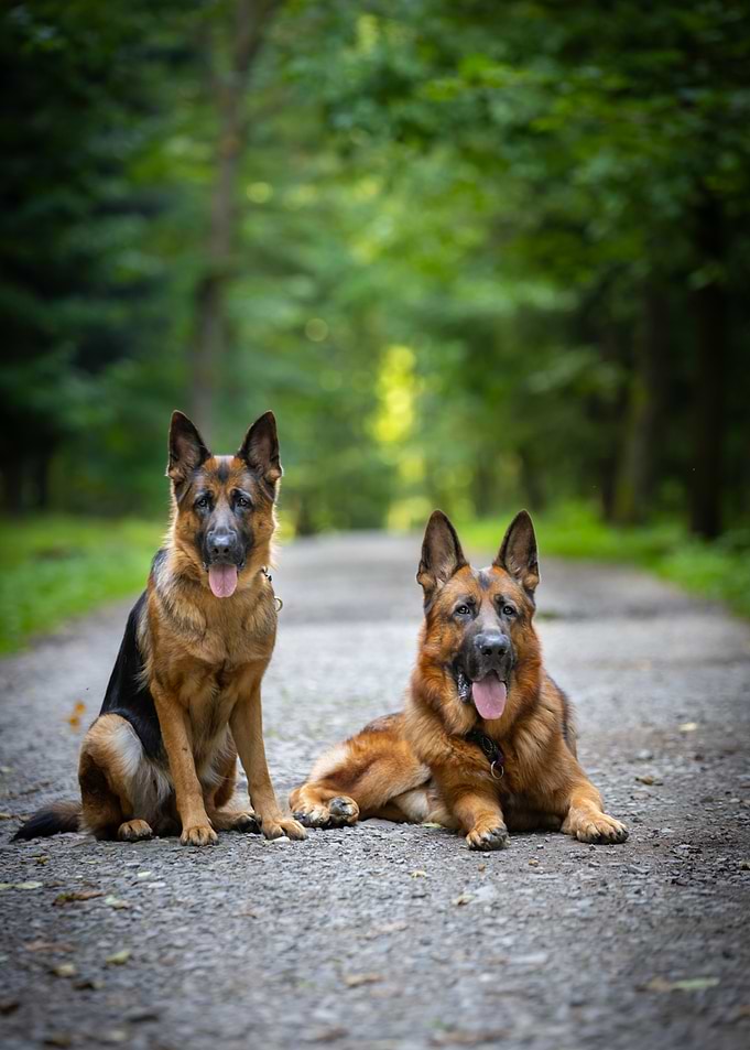 Two German Shepherds in Forest