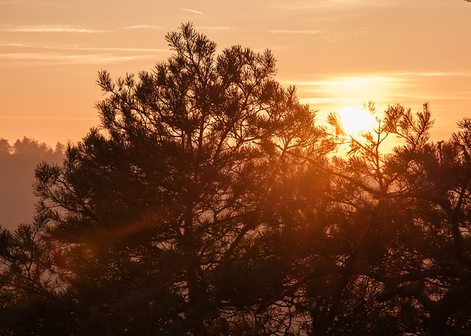 Sunset Through Trees