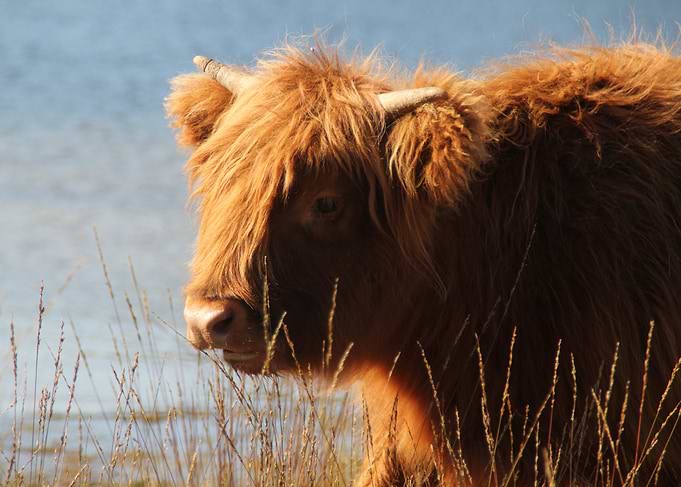 Highland Cow Portrait
