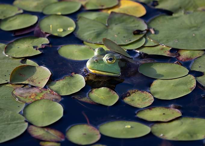 Frog in Lily Pads