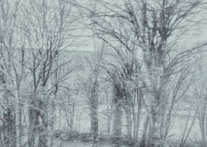 Winter Trees Through Window