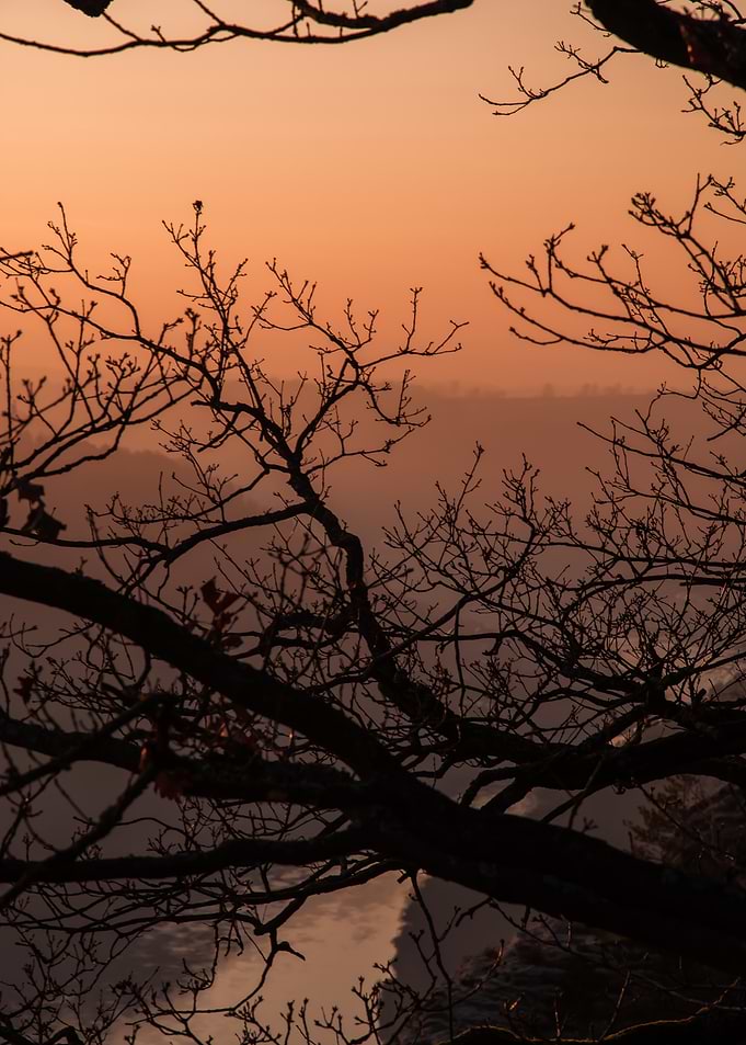Silhouetted Tree at Sunset