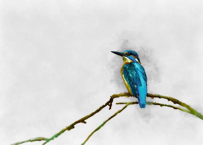 Kingfisher on Branch