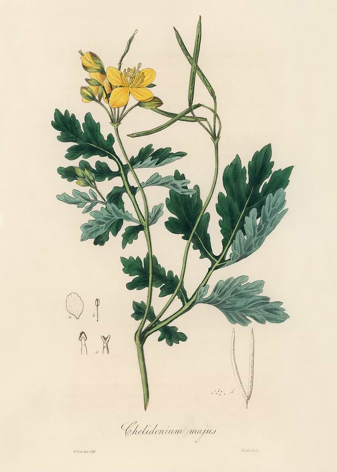 Greater Celandine Botanical Illustration