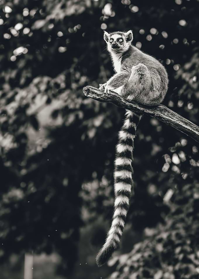 Ring-tailed Lemur on Branch