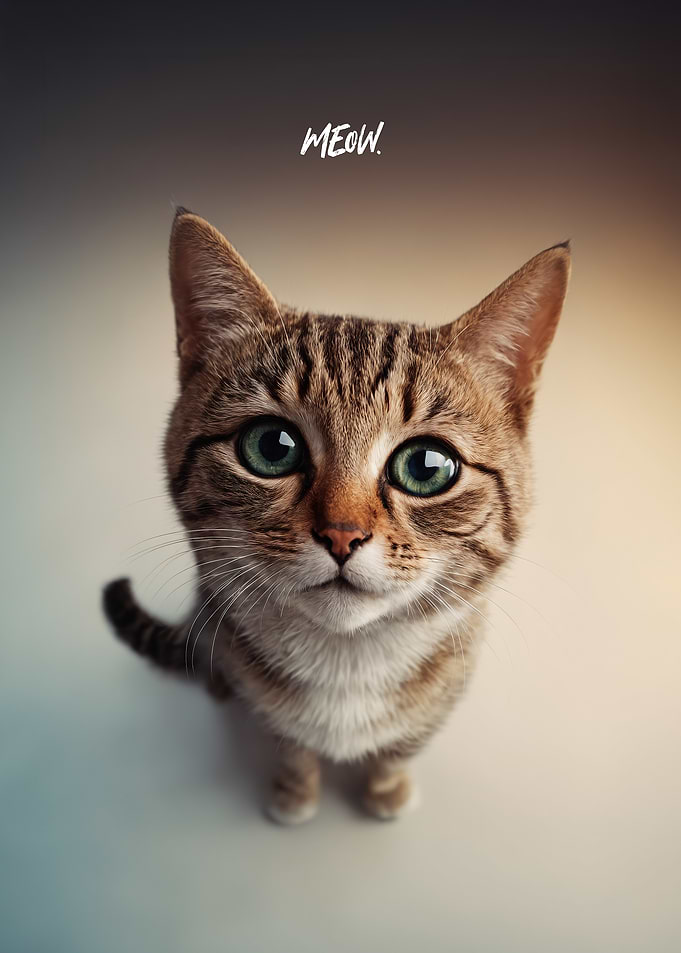 Cute Cat Portrait Meow Fisheye