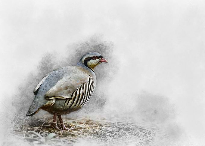 Chukar Partridge Watercolor