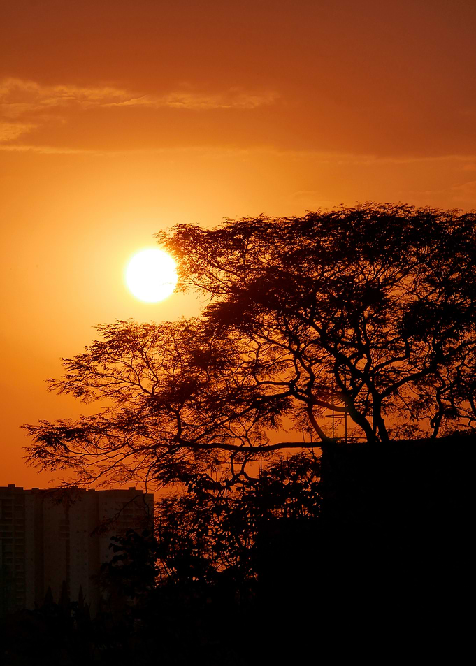Silhouetted Tree at Sunset