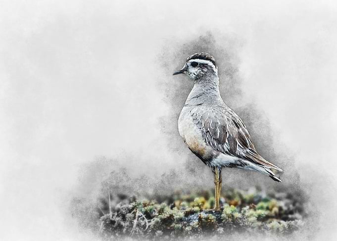 Grey Bird Watercolor
