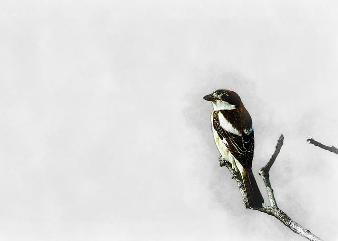 Bird on Branch Watercolor