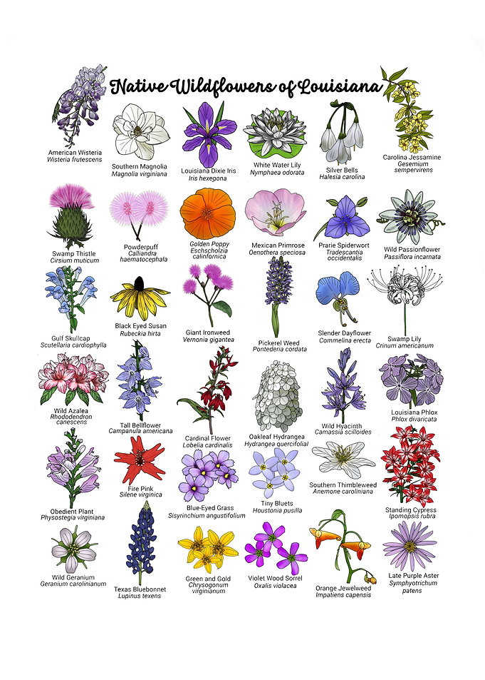 Native Wildflowers of Louisiana