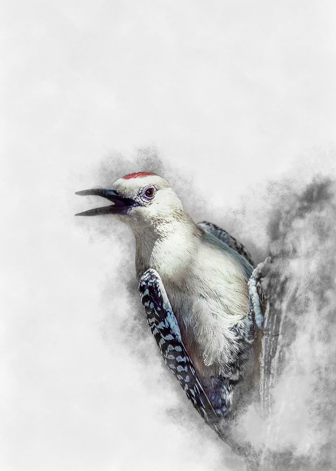 Woodpecker in Fog