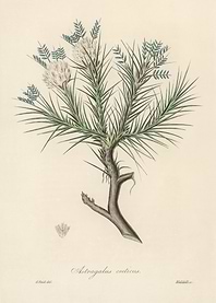 Astragalus Creticus Botanical Illustration