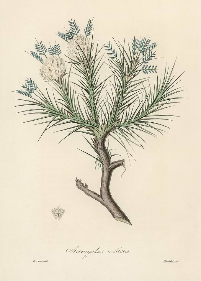 Astragalus Creticus Botanical Illustration