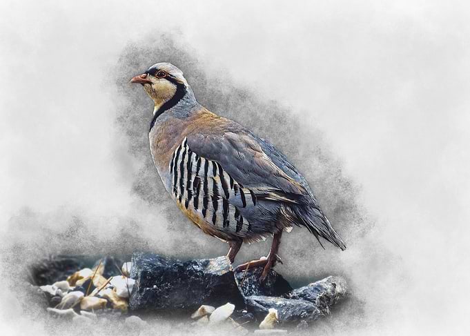 Partridge Watercolor Painting